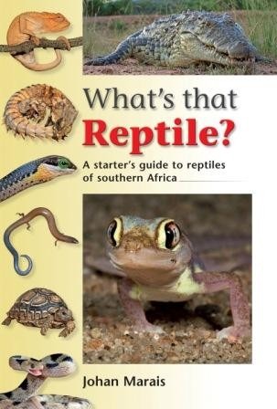 What's that Reptile
