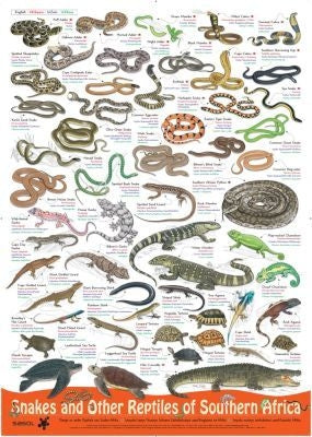 Snakes and other Reptiles of Southern Africa